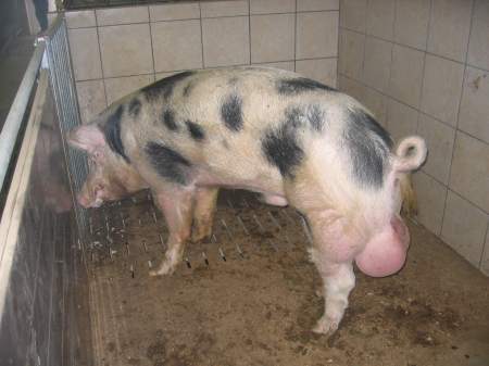 Vergleiche zur Schweinefleischerzeugung mit Ebern, Kastraten und weiblichen Tieren